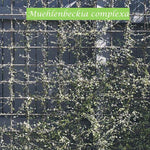 Muehlenbeckia complexa