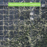 Muehlenbeckia complexa