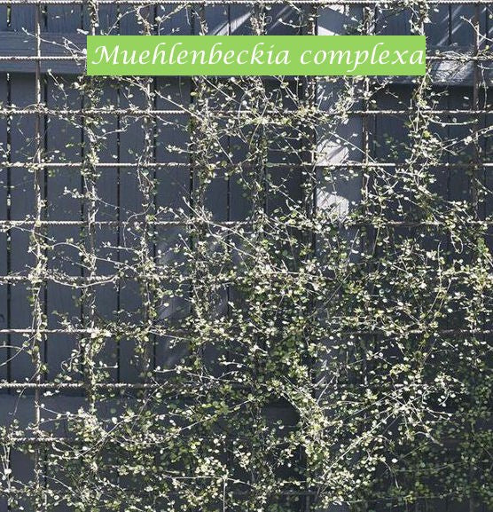 Muehlenbeckia complexa