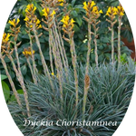 Dyckia Choristaminea resistenza  - 13°gradi