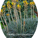 Dyckia Choristaminea resistenza  - 13°gradi