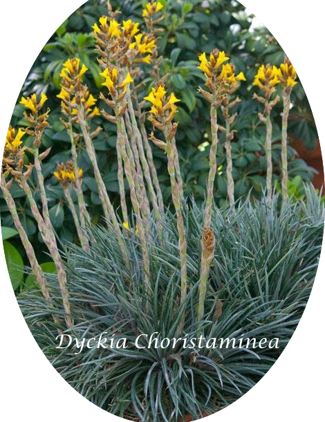 Dyckia Choristaminea resistenza  - 13°gradi