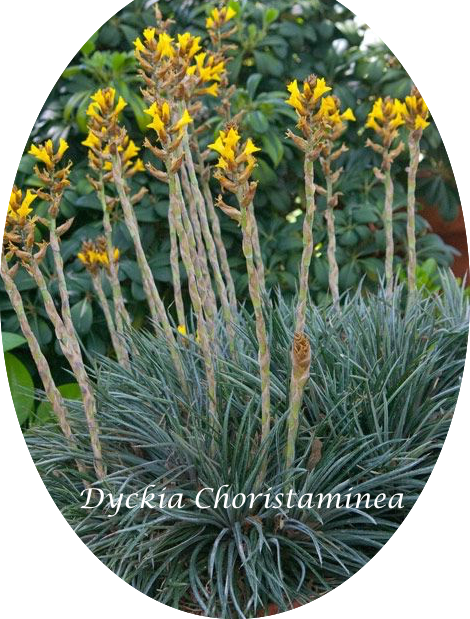 Dyckia Choristaminea resistenza  - 13°gradi