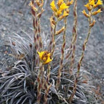 Dyckia Choristaminea resistenza  - 13°gradi