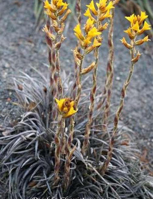 Dyckia Choristaminea resistenza  - 13°gradi