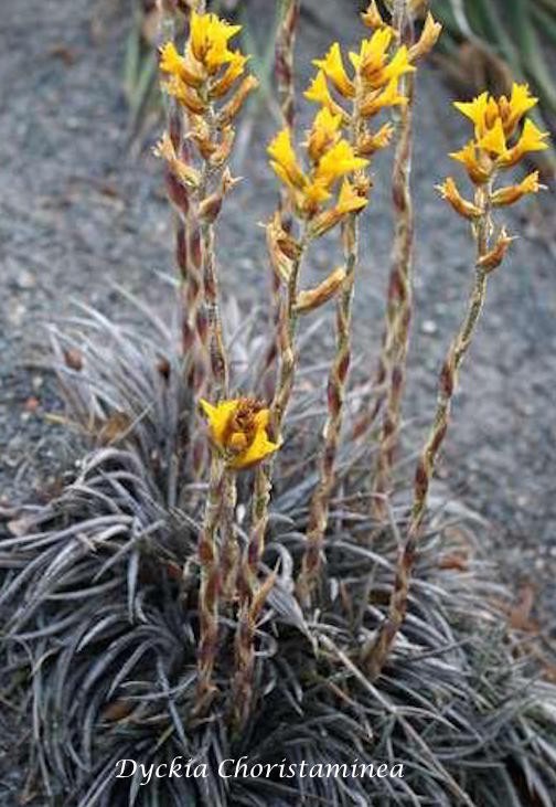 Dyckia Choristaminea resistenza  - 13°gradi