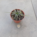 Dyckia Choristaminea resistenza  - 13°gradi