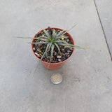 Dyckia Choristaminea resistenza  - 13°gradi