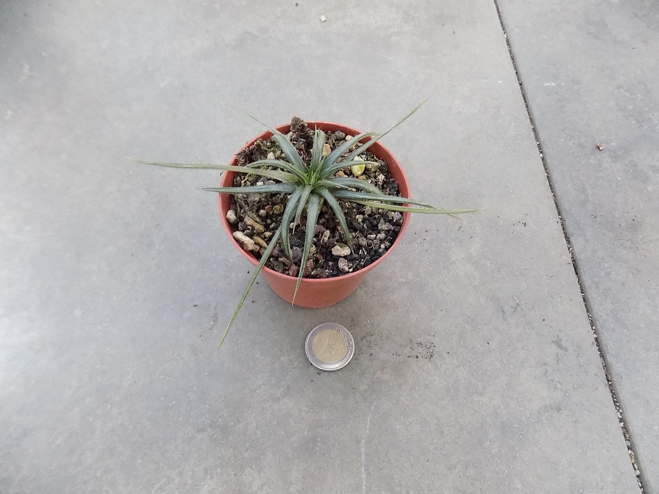 Dyckia Choristaminea resistenza  - 13°gradi