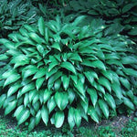 Hosta Lancifolia