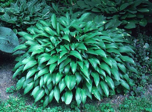Hosta Lancifolia