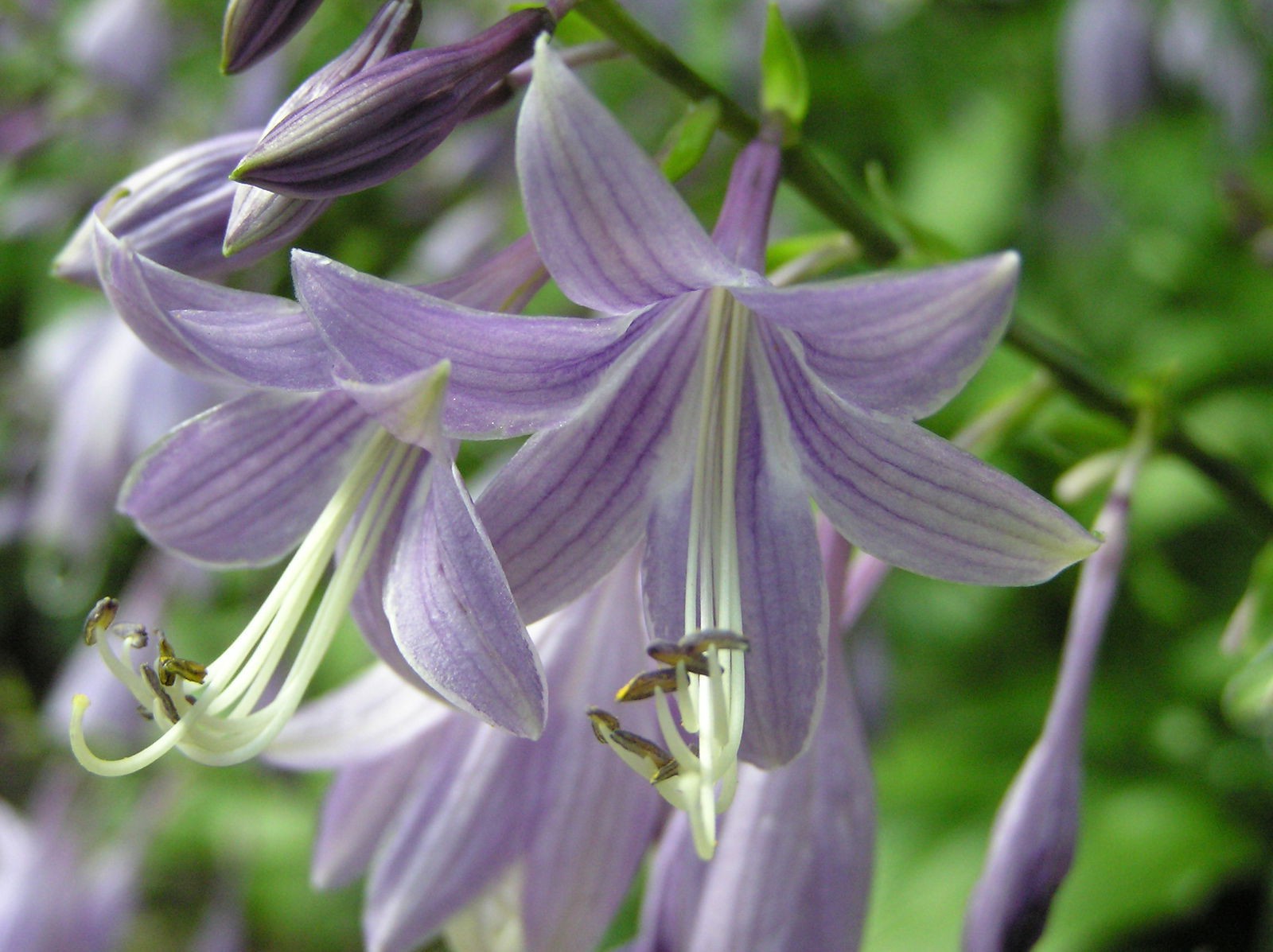 Hosta Lancifolia