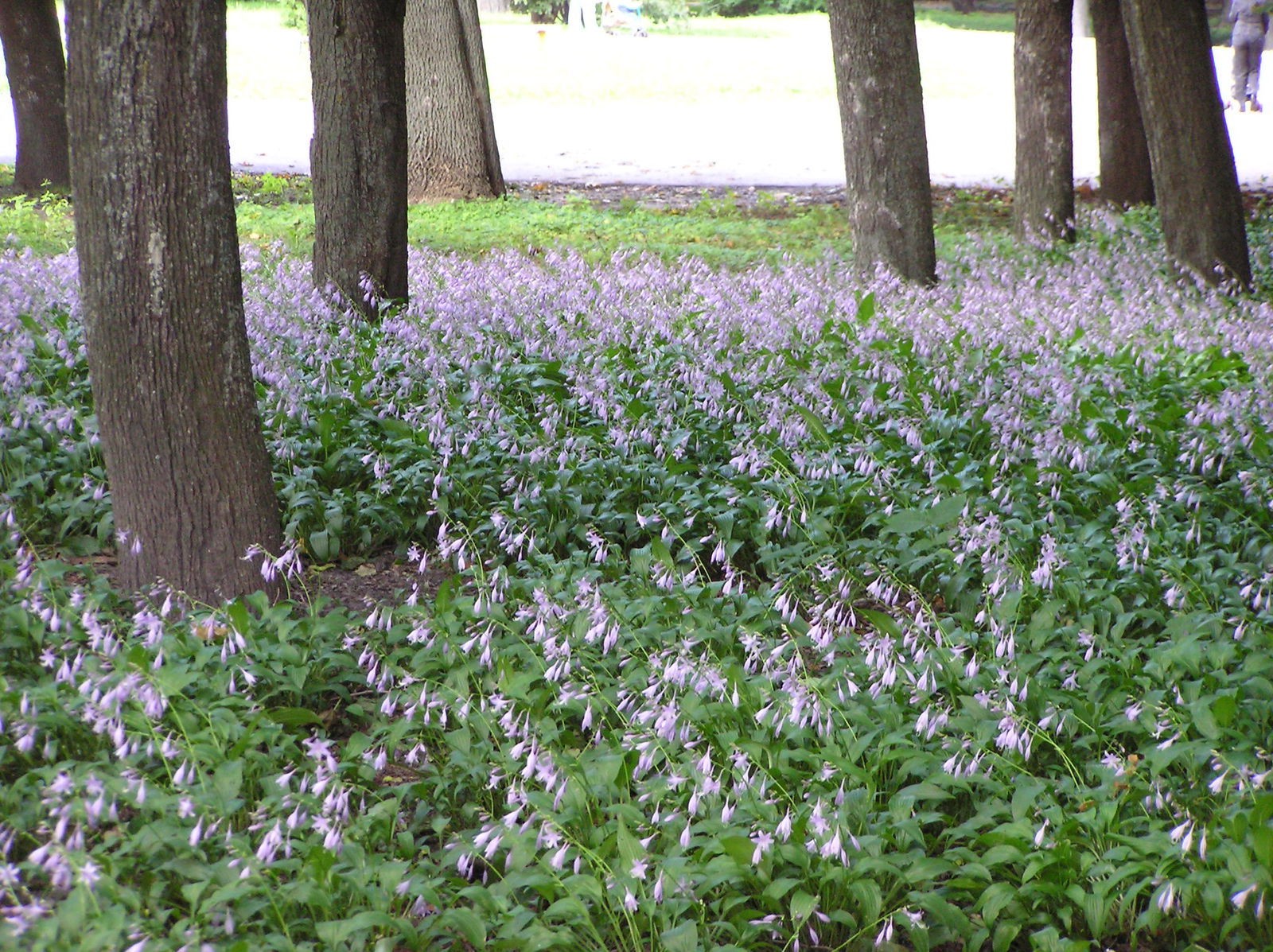 Hosta Lancifolia