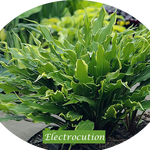 Hosta Electrocution