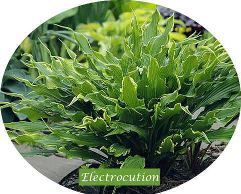 Hosta Electrocution