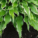 Hosta Electrocution