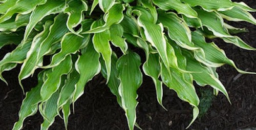 Hosta Electrocution