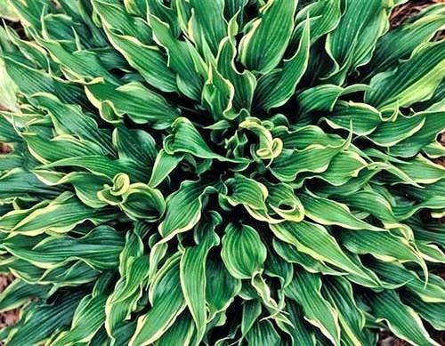 Hosta Electrocution