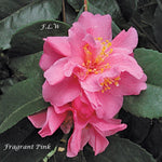 Camelia sasanqua Fragrant Pink (Profumata)