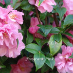 Camelia sasanqua Fragrant Pink (Profumata)