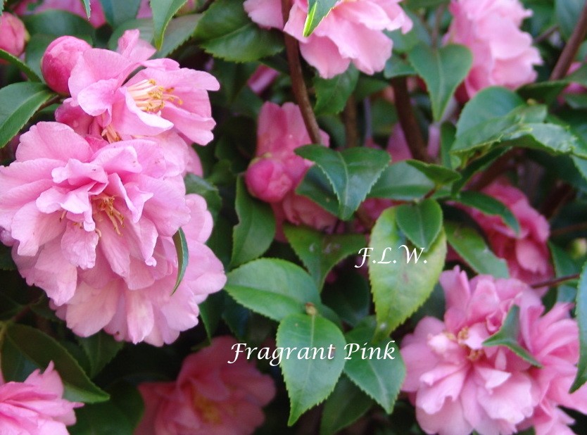 Camelia sasanqua Fragrant Pink (Profumata)