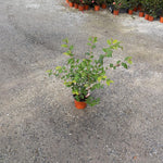 Camelia sasanqua Fragrant Pink (Profumata)