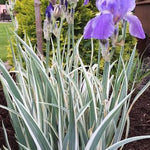 Iris Germanica variegata in vaso