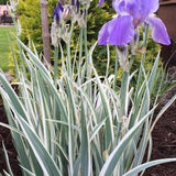 Iris Germanica variegata in vaso