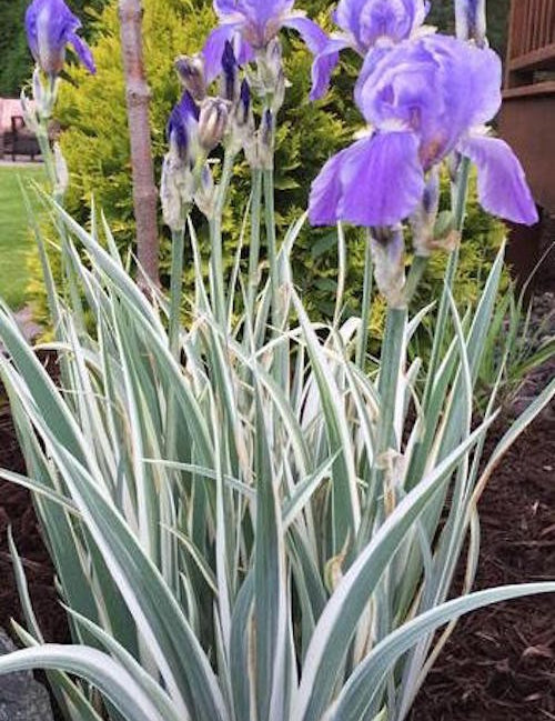 Iris Germanica variegata in vaso