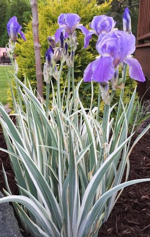 Iris Germanica variegata in vaso