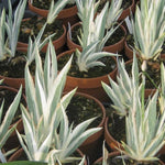 Iris Germanica variegata in vaso