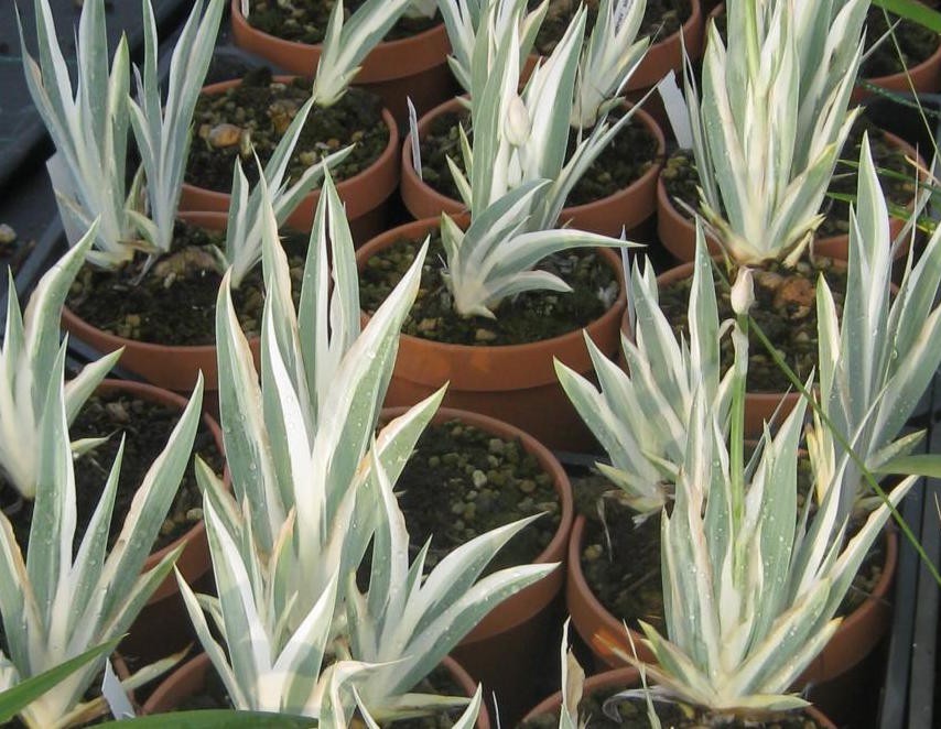 Iris Germanica variegata in vaso