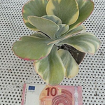 Kalanchoe thyrsiflora 'Variegata'
