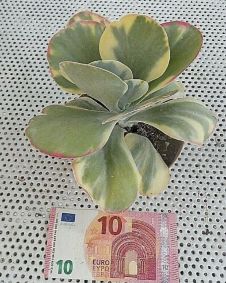 Kalanchoe thyrsiflora 'Variegata'