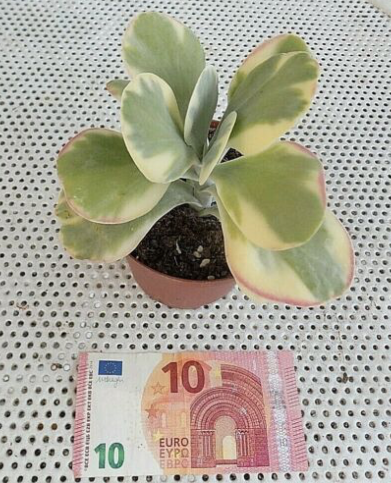 Kalanchoe thyrsiflora 'Variegata'