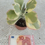 Kalanchoe thyrsiflora 'Variegata'