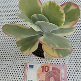Kalanchoe thyrsiflora 'Variegata'