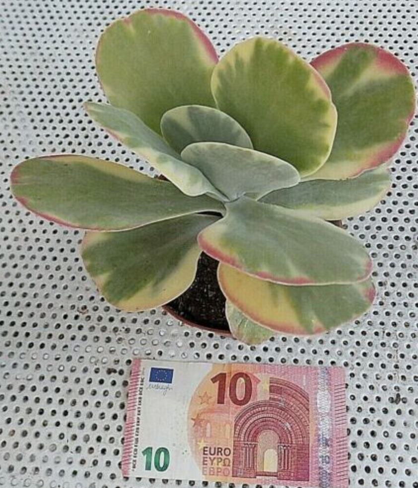 Kalanchoe thyrsiflora 'Variegata'