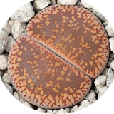 Lithops Aucampiae Danielskuil v.5,5