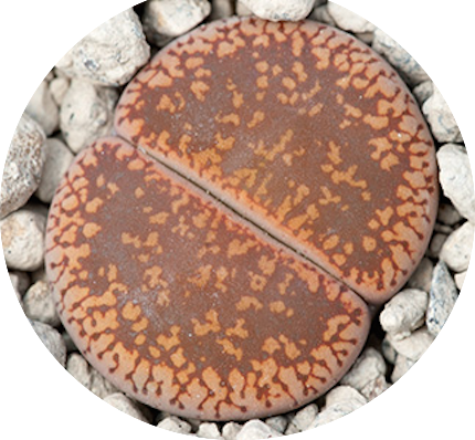 Lithops Aucampiae Danielskuil v.5,5