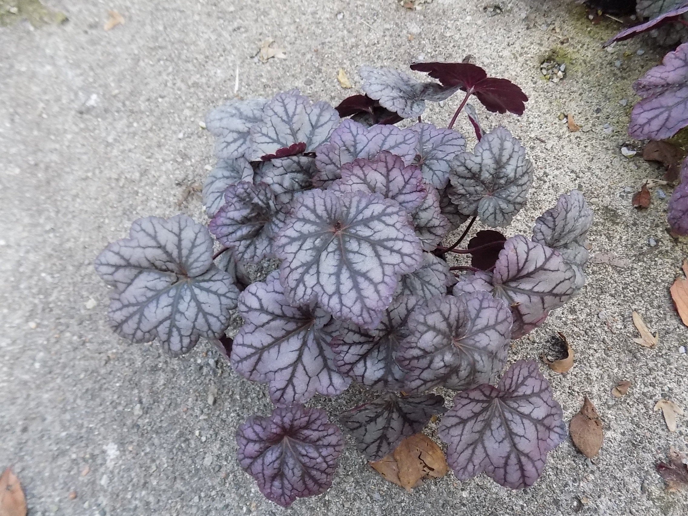 Heuchera argentea vaso 14
