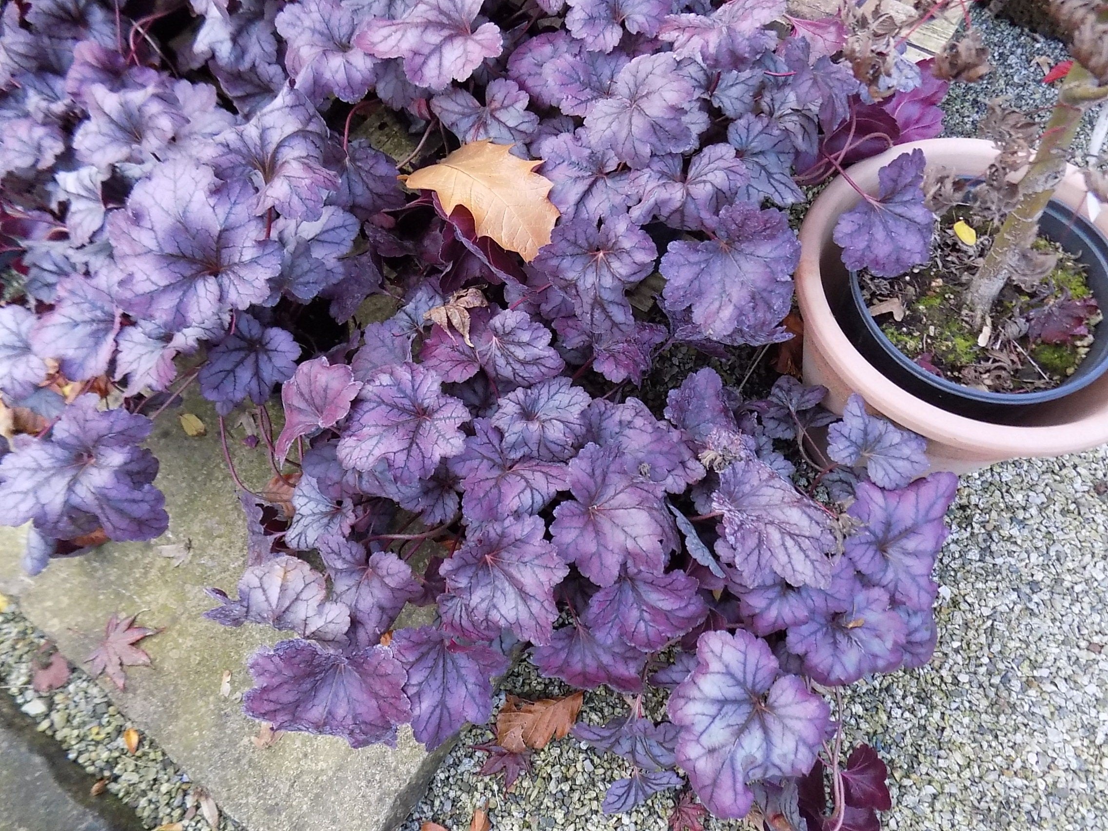 heuchera Violet