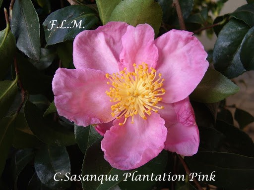 Camelia sasanqua Plantation Pink