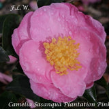 Camelia sasanqua Plantation Pink
