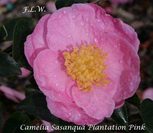 Camelia sasanqua Plantation Pink