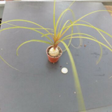 Nolina Baucarnea