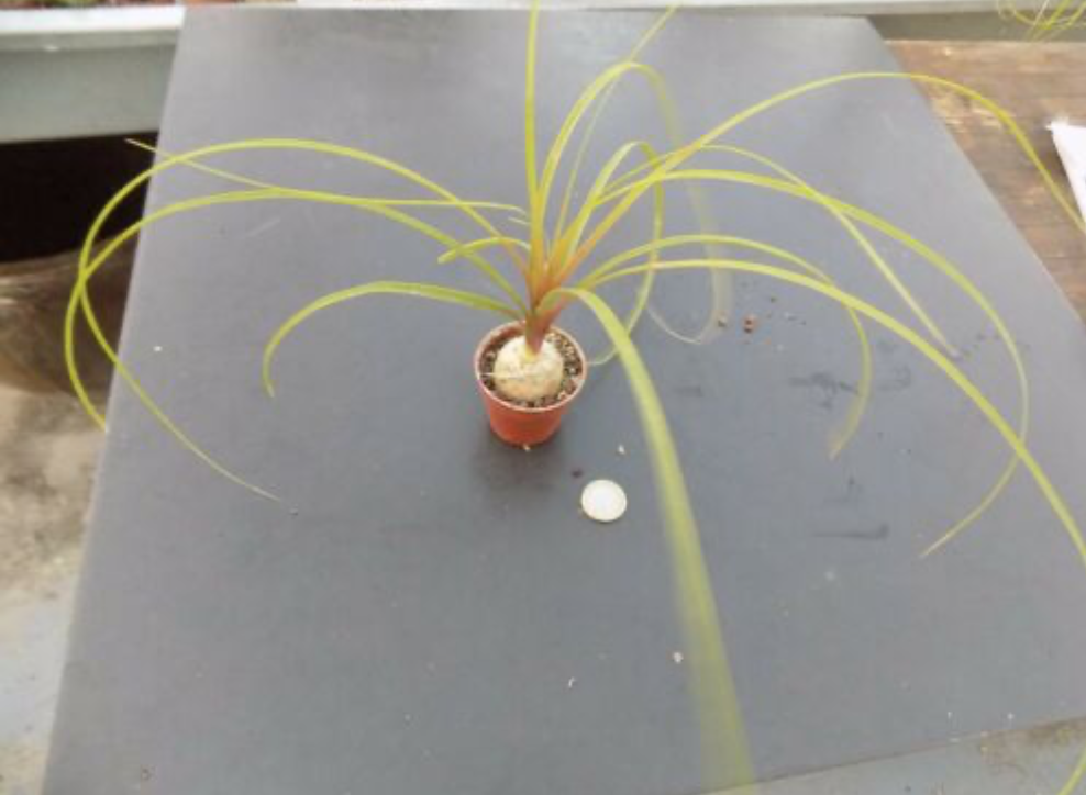 Nolina Baucarnea