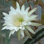 Harrisia eriocereus Bronflandii cm. 35/40