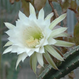 Harrisia eriocereus Bronflandii cm. 35/40
