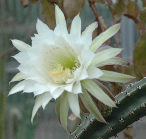 Harrisia eriocereus Bronflandii cm. 35/40